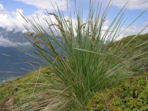 festuca panicolata